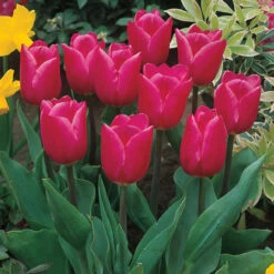 Tulip Christmas Marvel Tulipa