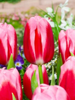 Tulip Circuit 11/12cm