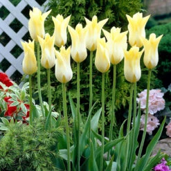 Tulip Cistula 11-12cm Tulipa