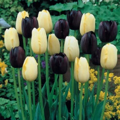 Tulip City Of Vancouver Tulipa