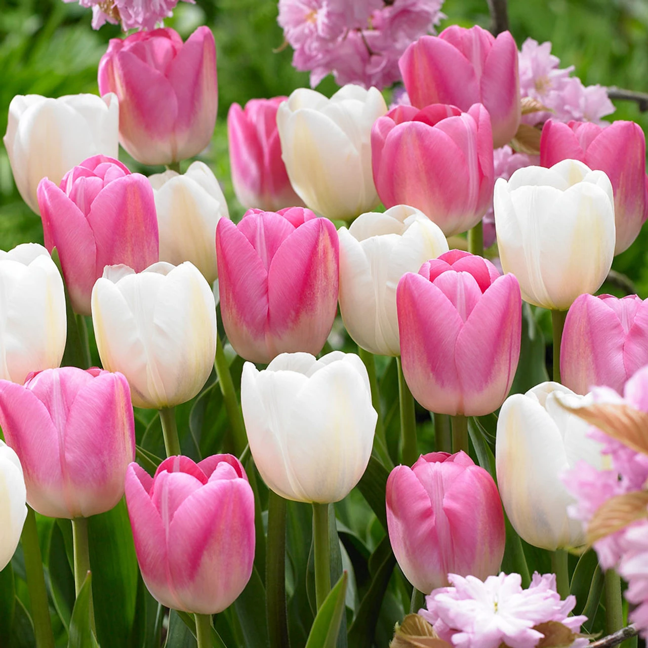 Tulip Clearwater Collection 3 Tulip Clearwater Collection