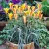 Tulip Clusiana Var Chrysantha 5cm+ Tulipa -Plant Flower Store Tulip Clusiana Var Chrysantha 6cm 0003032 5 00487.1655377867
