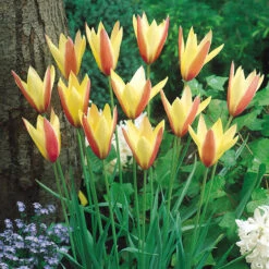 Tulip Clusiana Var Chrysantha 5cm+ Tulipa -Plant Flower Store Tulip Clusiana Var Chrysantha 6cm 0003032 6 75624.1655377867
