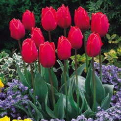 Tulip Coleur Cardinal 11-12cm Tulipa