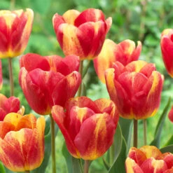 Tulip Colour Mystic 11/12cm Tulipa -Plant Flower Store Tulip Colour Mystic 11 12cm 0006497 2 57362.1657630184
