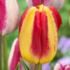 Tulip Colour Mystic 11/12cm Tulipa -Plant Flower Store Tulip Colour Mystic 11 12cm 0006497 3 02347.1657630184