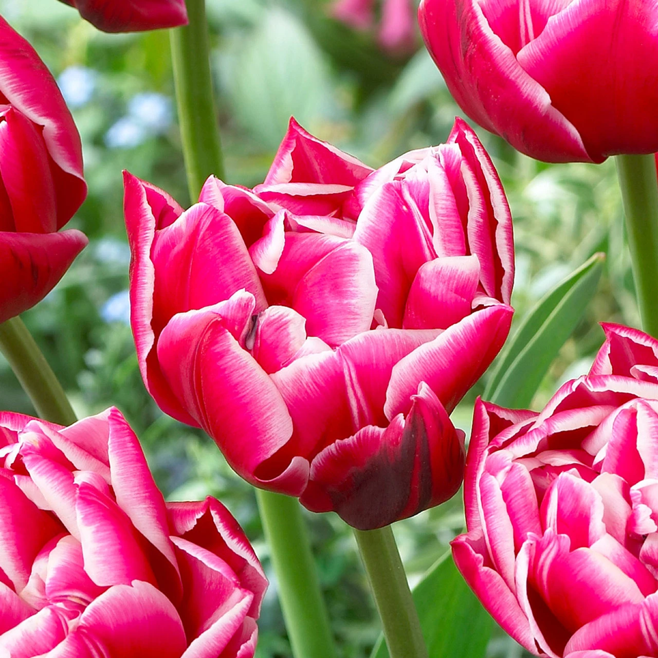 Tulip Columbus 4 Tulip Columbus - Image 2