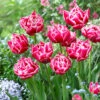 Tulip Columbus -Plant Flower Store Tulip Columbus 0010361 59945.1687860845