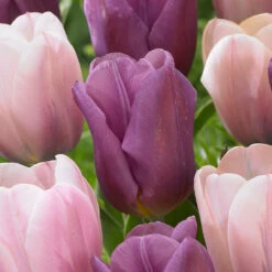 Tulip Copex 11/12cm Tulip Copex