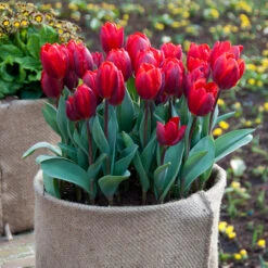 Tulip Coleur Cardinal 11-12cm Tulipa -Plant Flower Store Tulip Couleur Cardinal 0003102 98566.1629187590