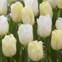 Tulip Cream Flag (Saver Sized Bulbs) Tulipa Cream Flag