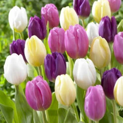 Tulip Cream Flag (Saver Sized Bulbs) Tulipa Cream Flag -Plant Flower Store Tulip Cream Flag 10 11cm 0005931 3 67405.1688720301