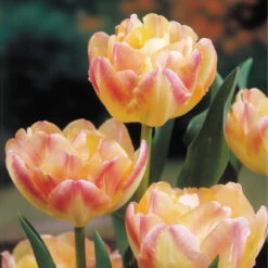Tulip Crème Upstar Tulipa 6 Tulip Crème Upstar Tulipa -Plant Flower Store Tulip Creme Cream Upstar 0002682 2 37087.1687937393