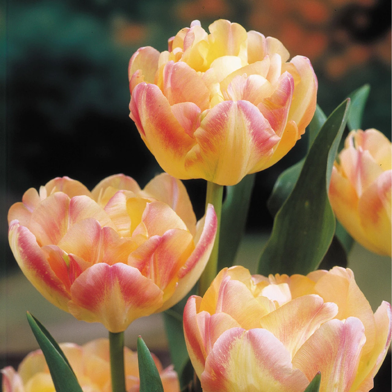 Tulip Crème Upstar Tulipa 4 Tulip Crème Upstar Tulipa - Image 2