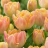 Tulip Crème Upstar Tulipa 1 Tulip Crème Upstar Tulipa -Plant Flower Store Tulip Creme Cream Upstar 0002682 78789.1687937392
