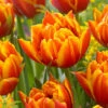 Tulip Crossfire Tulipa 'Crossfire' -Plant Flower Store Tulip Crossfire 0014707 32548.1687861017