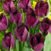 Tulip Curly Sue Tulipa 2 Tulip Curly Sue Tulipa -Plant Flower Store Tulip Curly Sue 11 12cm 0003868 93882.1623343535