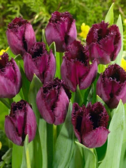 Tulip Curly Sue Tulipa