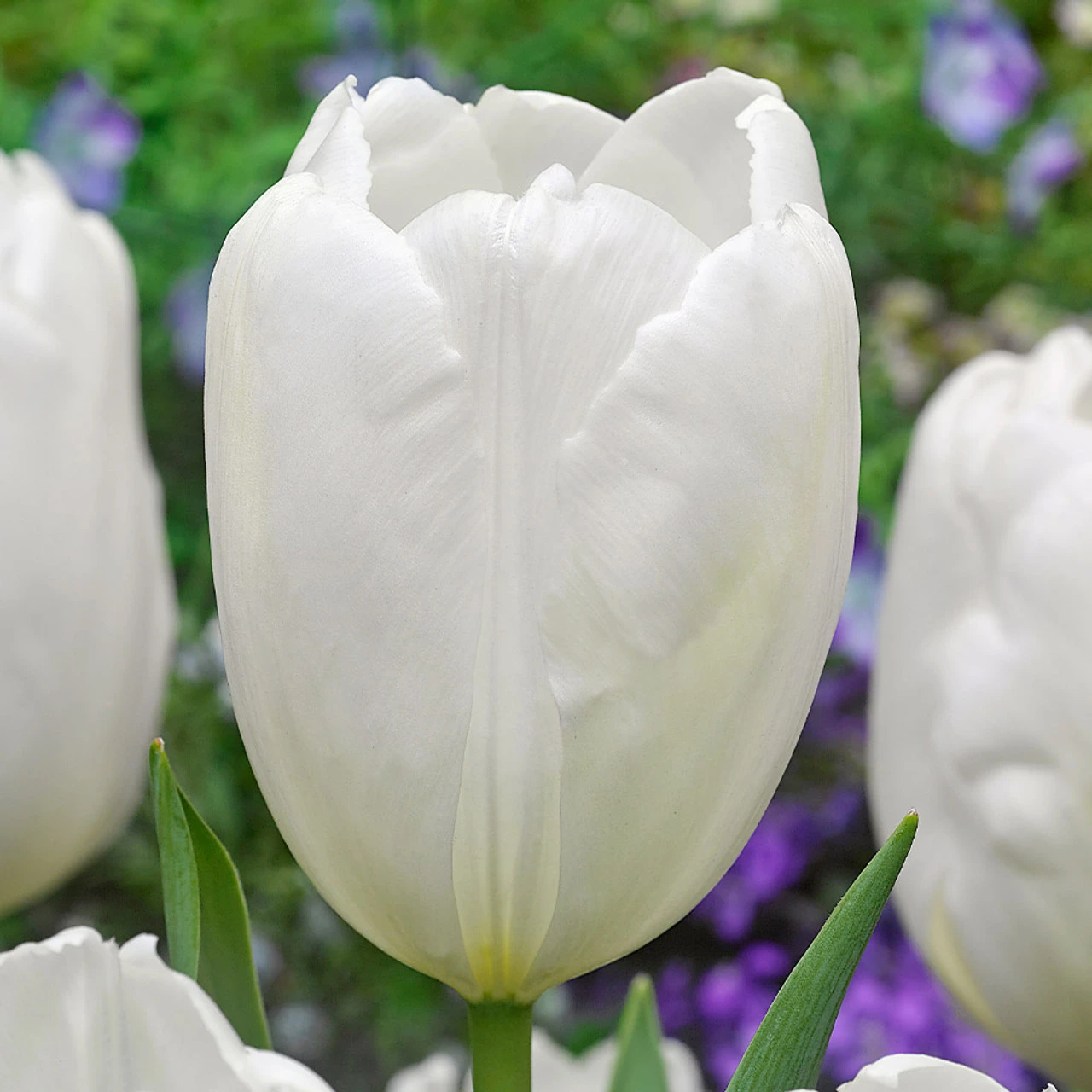 Tulip Darwin Collection 4 Tulip Darwin Collection - Image 2