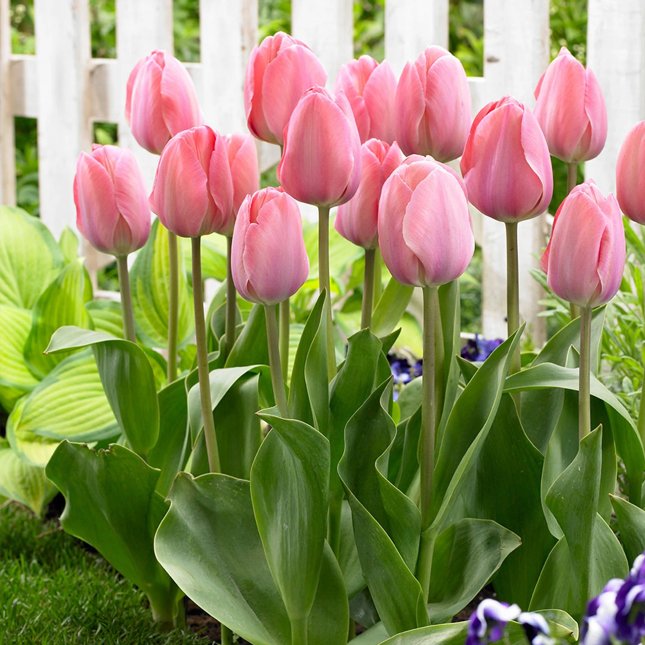 Tulip Darwin Collection 7 Tulip Darwin Collection - Image 5