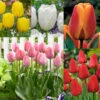 Tulip Darwin Collection 2 Tulip Darwin Collection -Plant Flower Store Tulip Darwin Collection 1018863 9 99202.1687960262