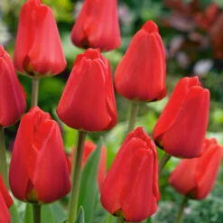 Tulip Darwin Collection 12 Tulip Darwin Collection -Plant Flower Store Tulip Darwin Collection 11 12cm 1018863 2 06758.1687960261