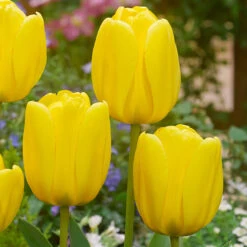 Tulip Darwin Collection 11 Tulip Darwin Collection -Plant Flower Store Tulip Darwin Collection 11 12cm 1018863 4 97222.1687960261