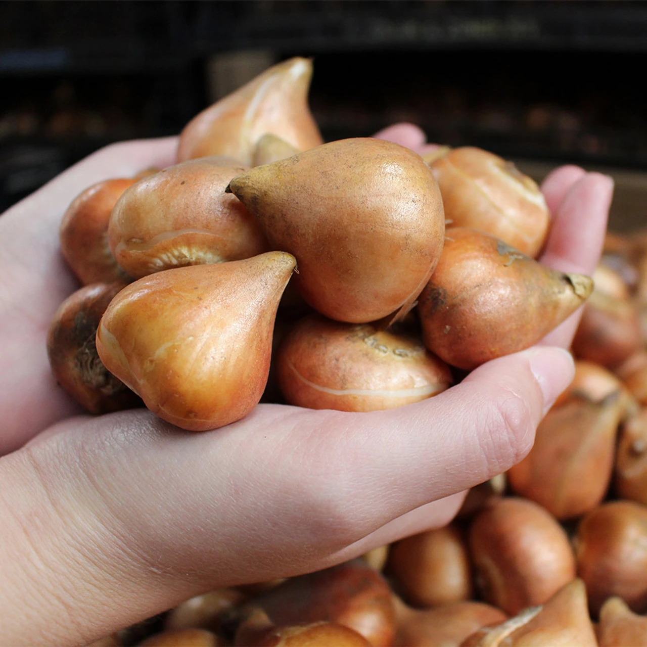 Tulip Darwin Collection 9 Tulip Darwin Collection - Image 7