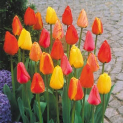Tulip Darwin Hybrid Mixed Tulipa -Plant Flower Store Tulip Darwin Hybrid 0003210 2 87850.1628090362