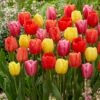 Tulip Darwin Hybrid Mixed Tulipa 2 Tulip Darwin Hybrid Mixed Tulipa -Plant Flower Store Tulip Darwin Hybrid 0003210 24684.1628090362