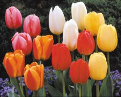 Tulip Darwin Hybrid Mixed Tulipa -Plant Flower Store Tulip Darwin Hybrid Mixed 11 12cm 0003210 3 52347.1628090362