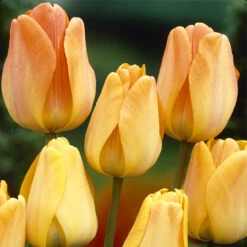 Tulip Daydream Tulipa -Plant Flower Store Tulip Daydream 0002596 2 84584.1654676853