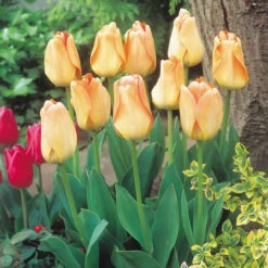 Tulip Daydream Tulipa -Plant Flower Store Tulip Daydream 0002596 18468.1654676852