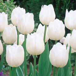 Tulip Diana (Saver Sized Bulbs) Tulip Diana 10-11cm -Plant Flower Store Tulip Diana 0000825 3 38837.1654681140
