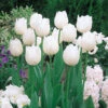 Tulip Diana (Saver Sized Bulbs) Tulip Diana 10-11cm -Plant Flower Store Tulip Diana 0000825 30998.1654681141