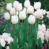 Tulip Diana Tulipa -Plant Flower Store Tulip Diana 11 12cm 0002942 53868.1623343490