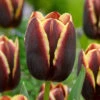 Tulip Doberman -Plant Flower Store Tulip Doberman 0007983 83887.1687938876