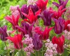 Tulip Doll's Minuet Tulipa -Plant Flower Store Tulip Dolls Minuet 11 12cm 0005054 2 17974.1657629454