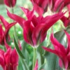 Tulip Doll's Minuet Tulipa -Plant Flower Store Tulip Dolls Minuet 11 12cm 0005054 20748.1657629419