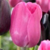 Tulip Don Quichotte Tulipa 1 Tulip Don Quichotte Tulipa -Plant Flower Store Tulip Don Quichotte 0003106 2 92484.1629188747