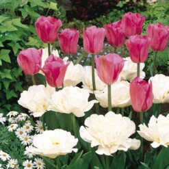 Tulip Don Quichotte Tulipa -Plant Flower Store Tulip Don Quichotte 0003106 3 57184.1628505701