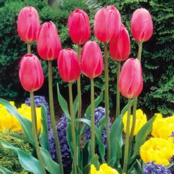 Tulip Don Quichotte Tulipa -Plant Flower Store Tulip Don Quichotte 0003106 93777.1629188747
