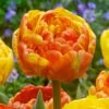 Tulip Double Beauty Of Apeldoorn Tulipa -Plant Flower Store Tulip Double Beauty of Apeldoorn 0014085 88276.1654678969