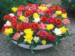 Tulip Double Early Tulipa -Plant Flower Store Tulip Double Early 11 12cm 0003212 3 09411.1623343506