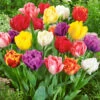 Tulip Double Early Tulipa -Plant Flower Store Tulip Double Early 11 12cm 0003212 39416.1623343505