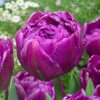 Tulip Double Flag -Plant Flower Store Tulip Double Flag 0011078 34623.1624380765