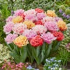 Tulip Double Fringed Mixed -Plant Flower Store Tulip Double Fringed Mixed 11 12 cm 0013058 5 24993.1654679589