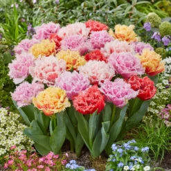 Tulip Double Fringed Mixed
