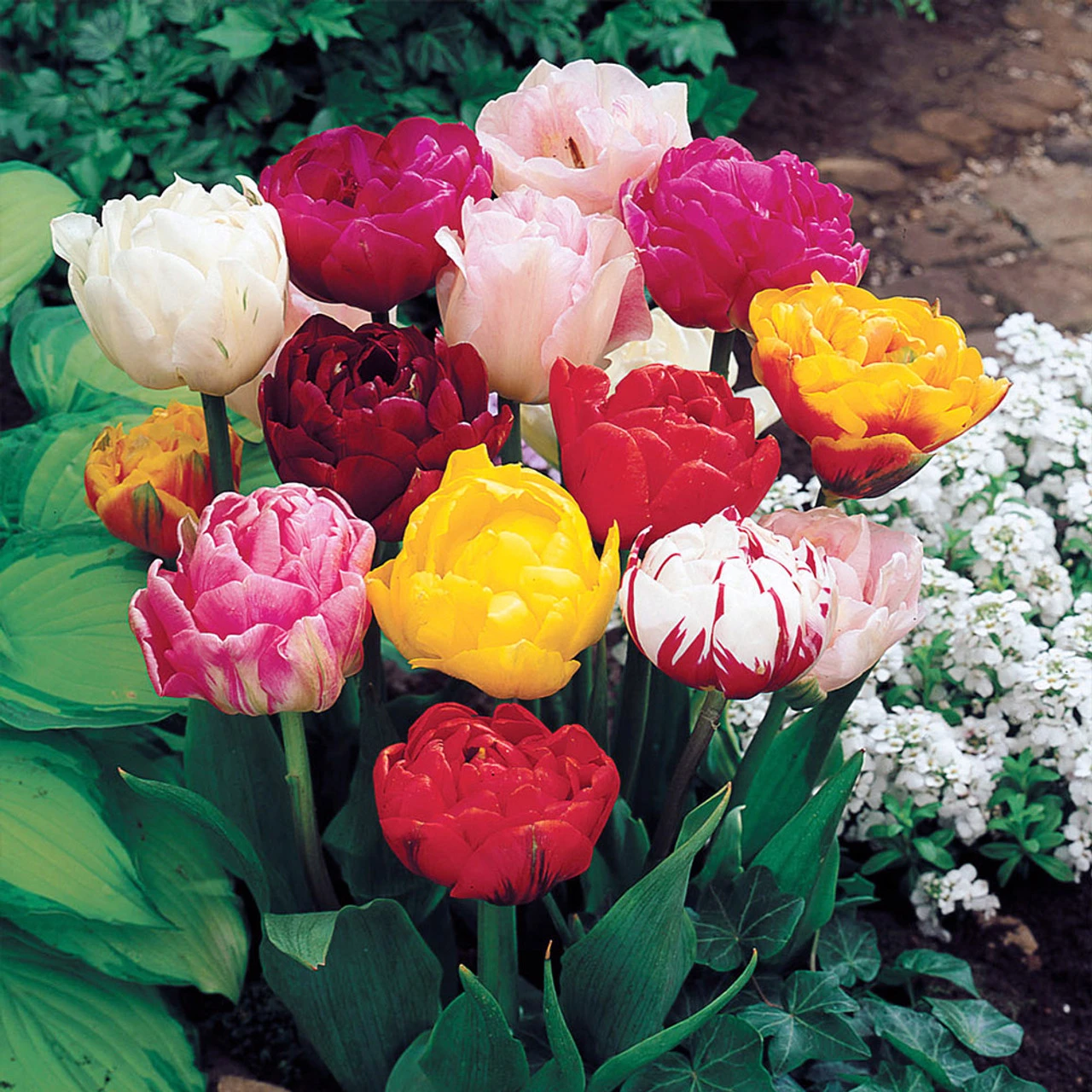 Double Late Tulips Mixed (Saver Sized Bulbs) Tulipa 4 Double Late Tulips Mixed (Saver Sized Bulbs) Tulipa - Image 2