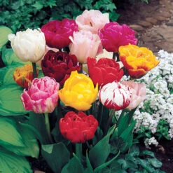 Tulip Double Late Mixed Tulipa -Plant Flower Store Tulip Double Late Mix 11 12cm 0003214 67010.1628517305